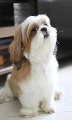 Play Dog wallpaper#1