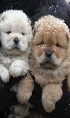 Play Dog wallpaper#1
