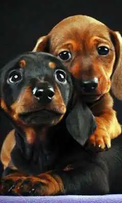 Play Dog wallpaper#1
