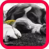 Free play online Dog wallpaper#4 APK Free play online Dog wallpaper#4 APK
