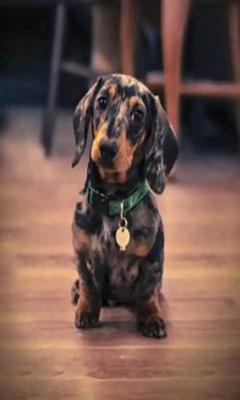 Play Dog wallpaper#4