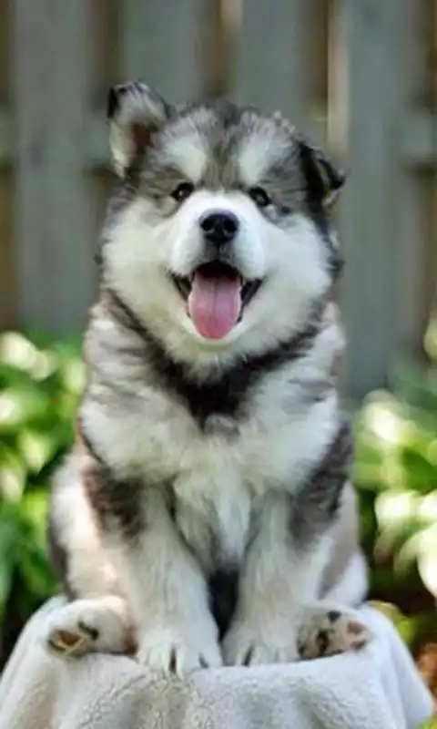 Play Dog wallpaper#4