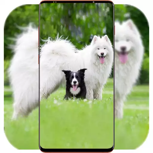 Play Dog Wallpaper HD APK