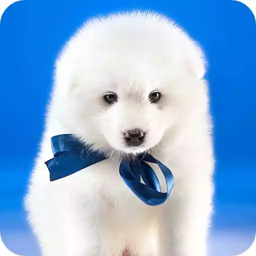 Play Dog wallpaper APK