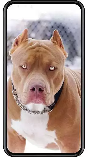 Play Dog wallpaper  and enjoy Dog wallpaper with UptoPlay