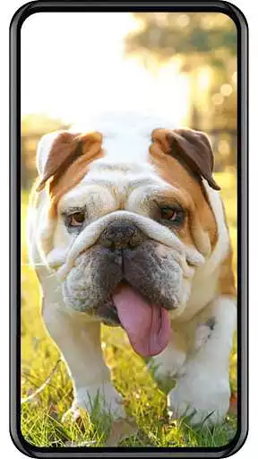 Play Dog wallpaper as an online game Dog wallpaper with UptoPlay
