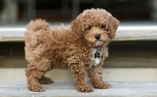 Play Dog Wallpapers HD 4K