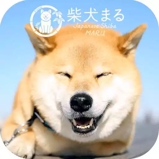 Free play online Dog Wallpaper　Shiba Inu Maru  APK