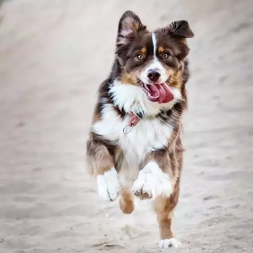 Play Dog Wallpapers APK Play Dog Wallpapers APK