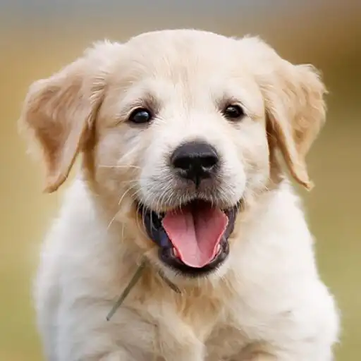 Play Dog Wallpapers Puppy 4K APK Play Dog Wallpapers Puppy 4K APK