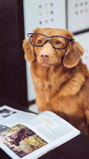 Play Dog  Wallpapers  and enjoy Dog  Wallpapers with UptoPlay
