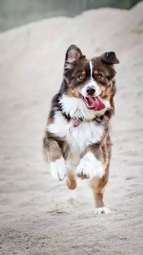 Play Dog  Wallpapers as an online game Dog  Wallpapers with UptoPlay