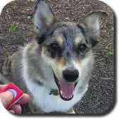 Free play online Dog Whistle Trainer High Pitch APK