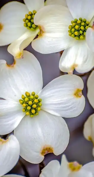 Play Dogwood Treasury Management  and enjoy Dogwood Treasury Management with UptoPlay