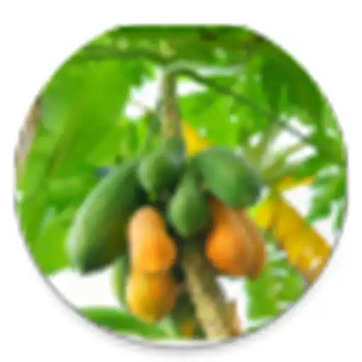 Play Dole-Papaya APK Play Dole-Papaya APK