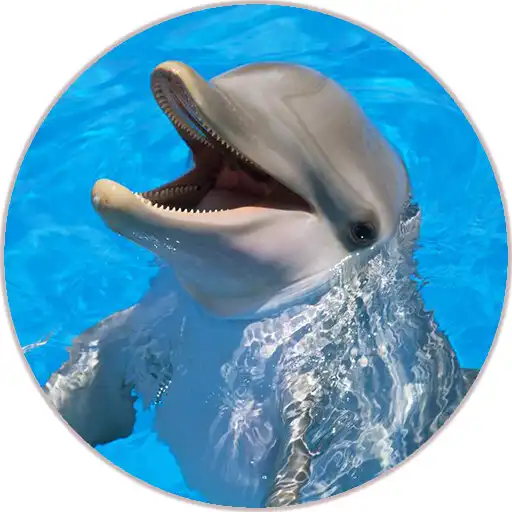 Play Dolphin (Animal) Sounds APK Play Dolphin (Animal) Sounds APK