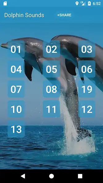 Play Dolphin (Animal) Sounds  and enjoy Dolphin (Animal) Sounds with UptoPlay