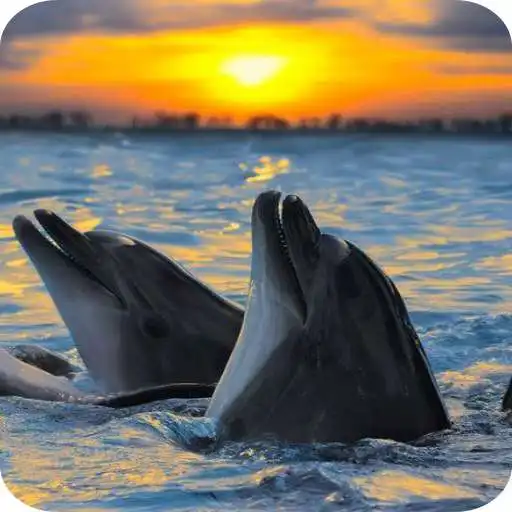 Play Dolphin HD Wallpaper APK