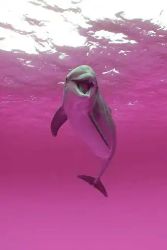 Play Dolphin HD Wallpaper  and enjoy Dolphin HD Wallpaper with UptoPlay