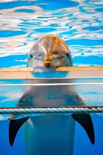 Play Dolphin HD Wallpaper as an online game Dolphin HD Wallpaper with UptoPlay