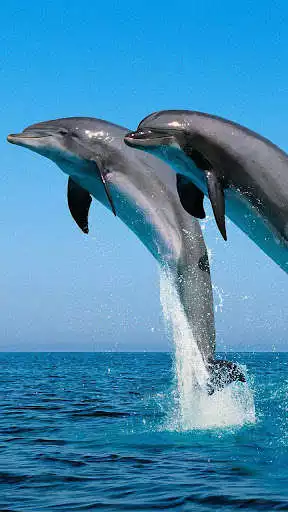 Play Dolphin Live Wallpaper as an online game Dolphin Live Wallpaper with UptoPlay