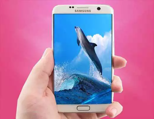 Play Dolphin Live Wallpaper