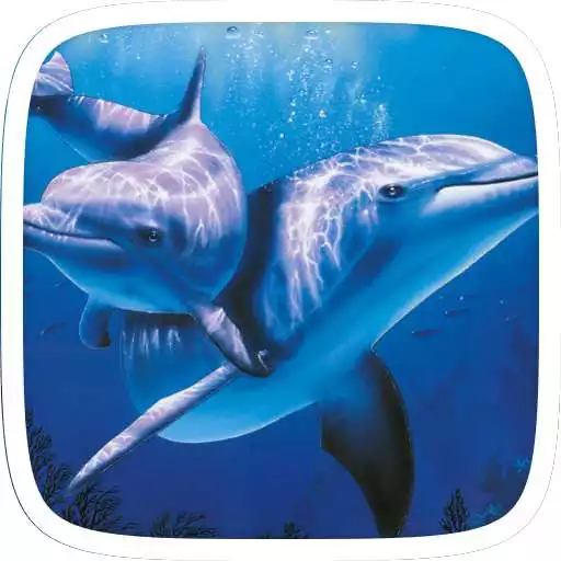 Free play online Dolphin Love Theme APK Free play online Dolphin Love Theme APK