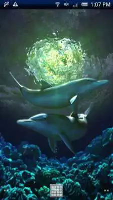 Play Dolphin Moonlight Trial Play Dolphin Moonlight Trial