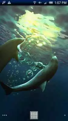Play Dolphin Moonlight Trial Play Dolphin Moonlight Trial