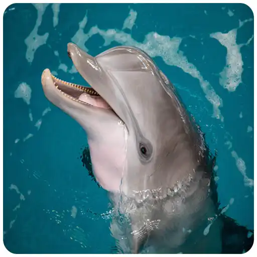 Play Dolphin photos Frames APK