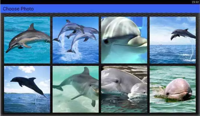 Play Dolphin Puzzles