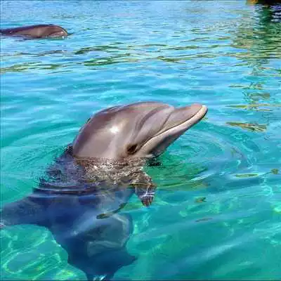 Play Dolphin