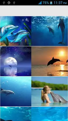 Play Dolphins HD Wallpapers  and enjoy Dolphins HD Wallpapers with UptoPlay
