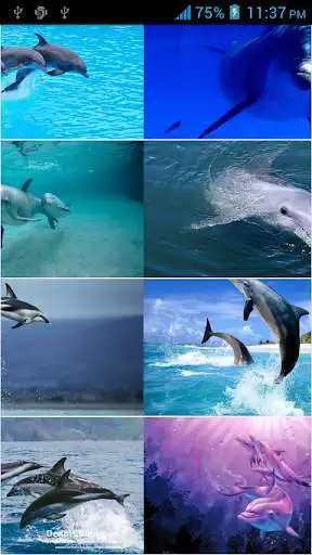 Play Dolphins HD Wallpapers as an online game Dolphins HD Wallpapers with UptoPlay