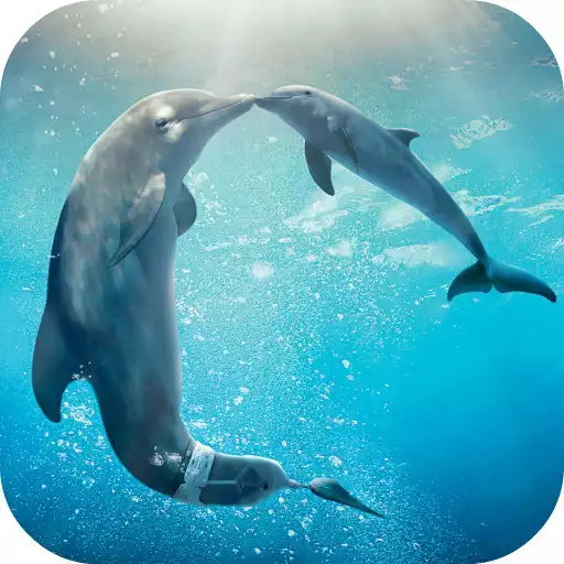 Play Dolphins Live Wallpaper APK Play Dolphins Live Wallpaper APK