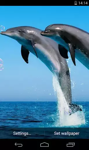 Play Dolphins Live Wallpaper as an online game Dolphins Live Wallpaper with UptoPlay
