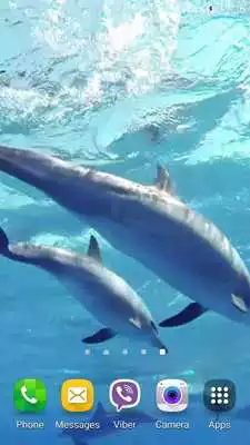 Play Dolphins +Sound Live Wallpaper
