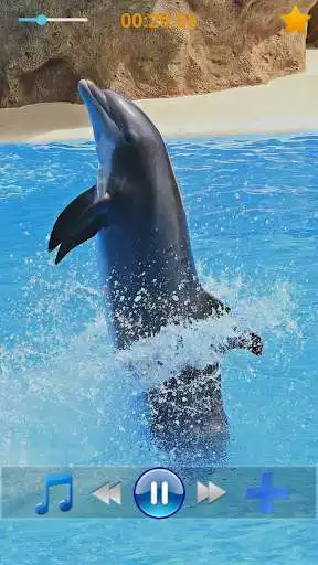 Play Dolphins - Sound to relax  and enjoy Dolphins - Sound to relax with UptoPlay