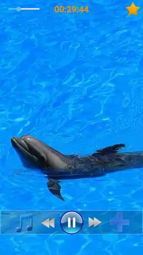 Play Dolphins - Sound to relax as an online game Dolphins - Sound to relax with UptoPlay