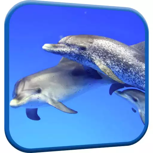 Play Dolphins Video Live Wallpaper APK Play Dolphins Video Live Wallpaper APK