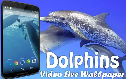 Play Dolphins Video Live Wallpaper  and enjoy Dolphins Video Live Wallpaper with UptoPlay