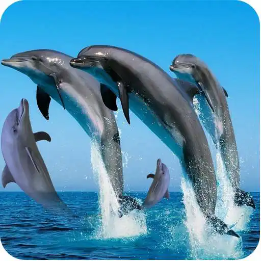 Play Dolphins Wallpaper APK Play Dolphins Wallpaper APK