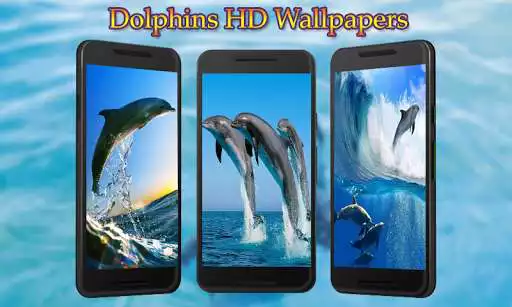 Play Dolphins Wallpaper  and enjoy Dolphins Wallpaper with UptoPlay