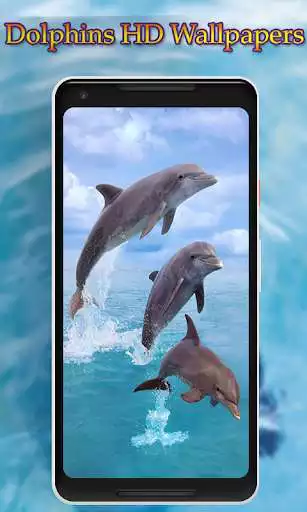 Play Dolphins Wallpaper as an online game Dolphins Wallpaper with UptoPlay