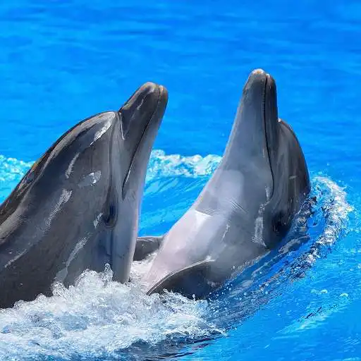 Free play online Dolphins Wallpapers APK
