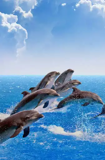 Play Dolphins Wallpapers