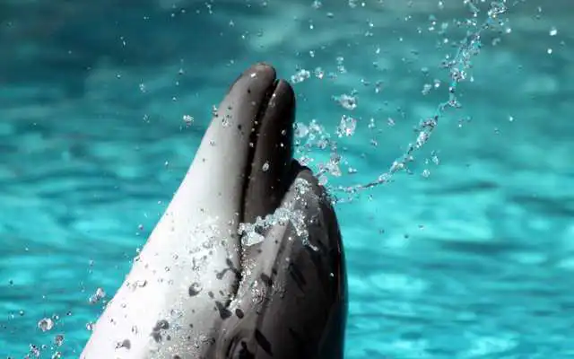 Play Dolphins Wallpapers