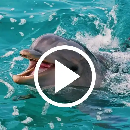 Play Dolphin Video Wallpapers APK Play Dolphin Video Wallpapers APK