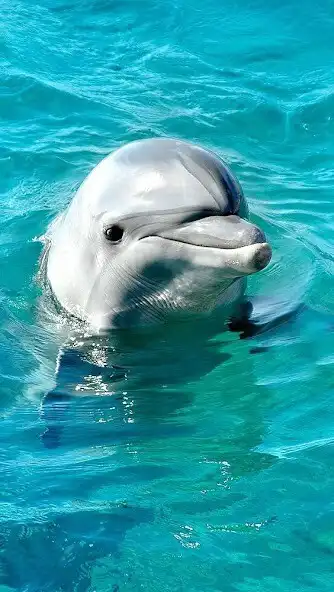 Play Dolphin Video Wallpapers  and enjoy Dolphin Video Wallpapers with UptoPlay