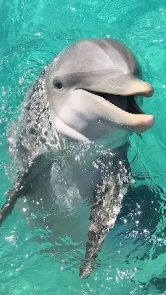 Play Dolphin Video Wallpapers as an online game Dolphin Video Wallpapers with UptoPlay